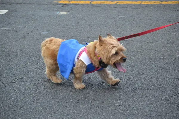 Parade photo